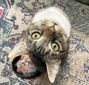 Photo of Misa