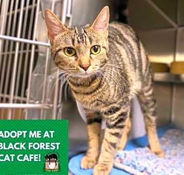 Photo of KIT-KAT TABBY-KAT