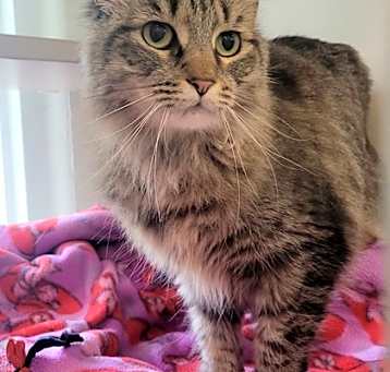 Photo of Muffin