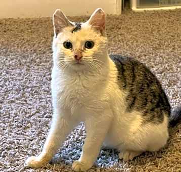 Photo of Bindi