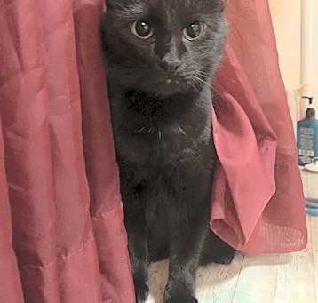 Photo of Shadow