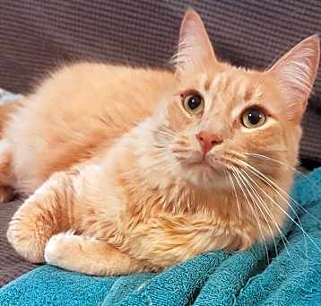 Photo of Apollo