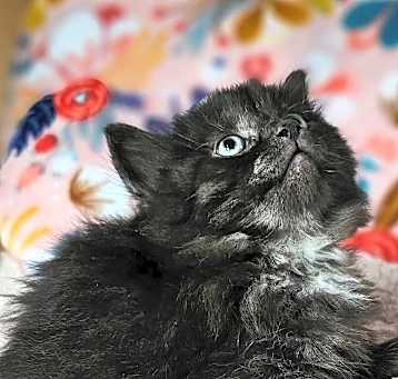 Photo of Pansy