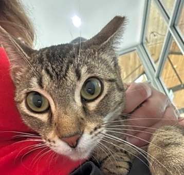 Photo of Annie