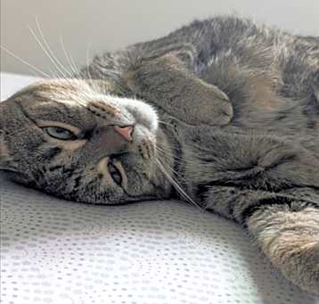 Photo of GRACIE