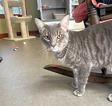 Photo of Mr. Meow