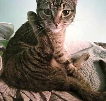 Photo of Layla