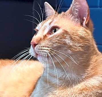 Photo of Mango