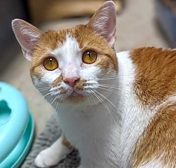 Photo of Leland - Available In Foster