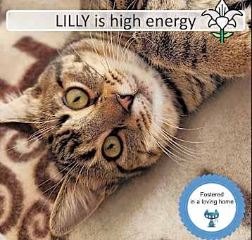 Photo of Lilly