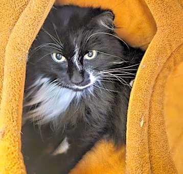 Photo of Binx