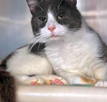 Photo of Schmidty