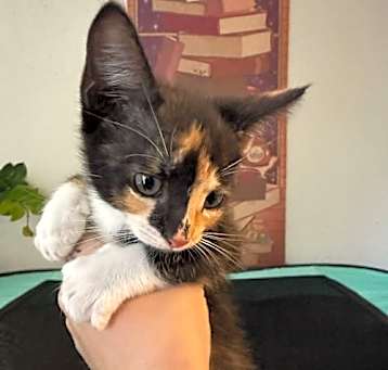 Photo of Vexelle