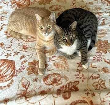 Photo of Watson & Gordon