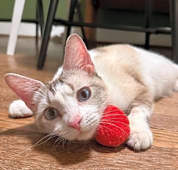 Photo of Pear