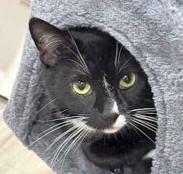 Photo of Tuxie