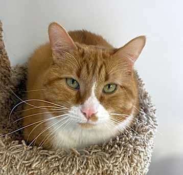 Photo of Cola 