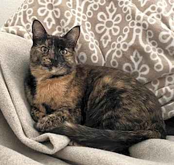 Photo of TORBIE