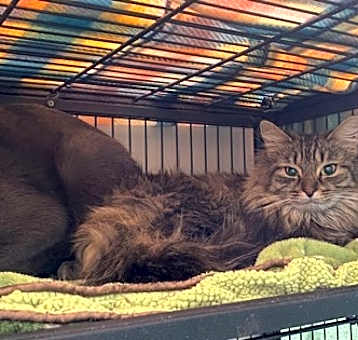 Photo of Hestia - Bonded to Quinn