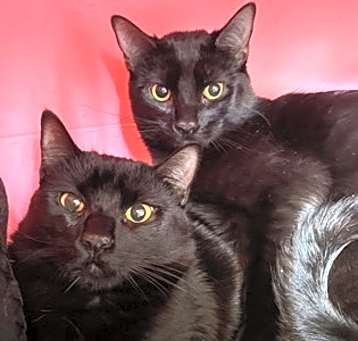 Photo of Sully - Bonded to Alien