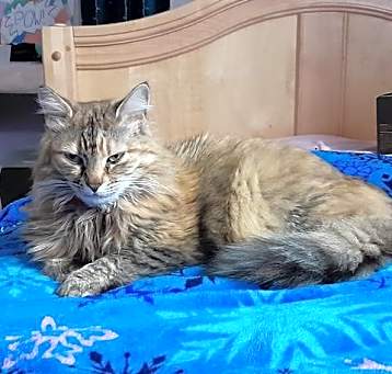 Photo of Ofelia