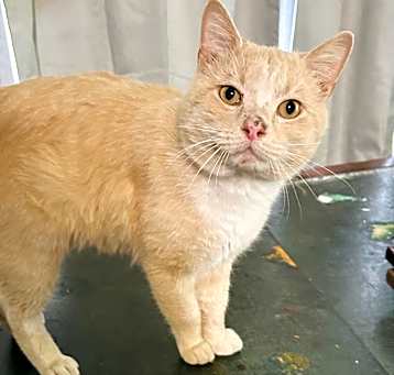 Photo of biscuit
