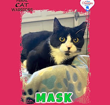 Photo of Mask / K24197