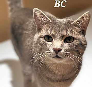 Photo of BC