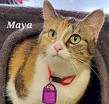 Photo of Maya