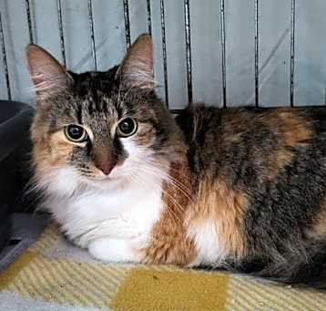 Photo of Sassy
