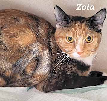 Photo of Zola