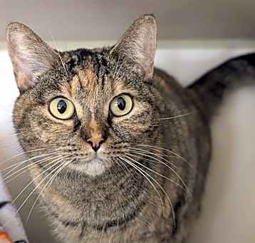 Photo of CHIQUITA