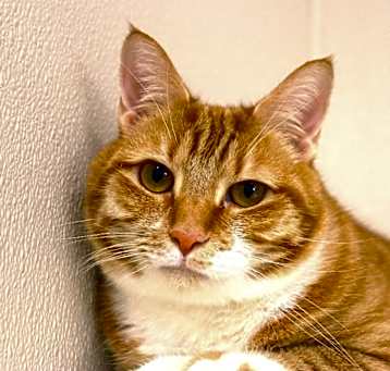 Photo of Annabelle Rosie