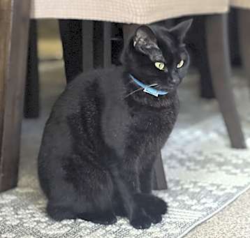 Photo of Luna