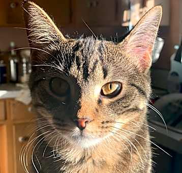 Photo of Kitty