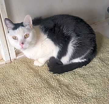 Photo of Spot