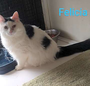 Photo of Felicia