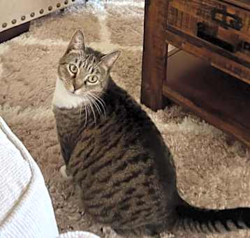 Photo of Tom Cat