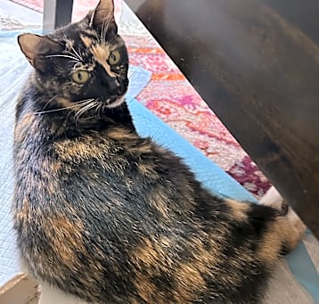 Photo of Sunbeam
