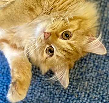 Photo of Curry