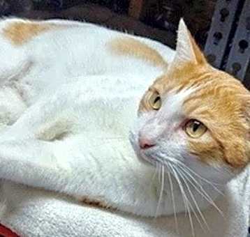 Photo of Sol