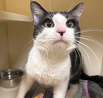 Photo of Shrimp (Cat Cafe)