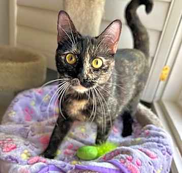 Photo of Shadowcat