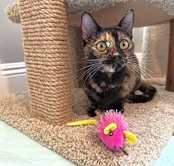Photo of Rogue
