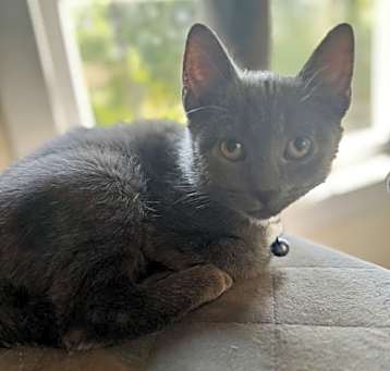 Photo of Digger Ishi