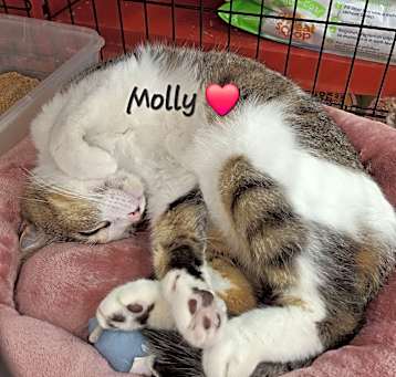 Photo of Molly #snugglicious