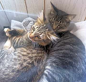 Photo of Napoleon and Zena