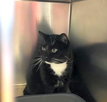 Photo of Cookie