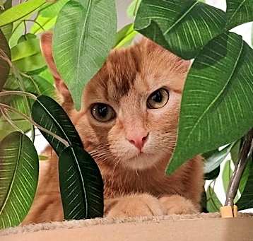 Photo of Coco