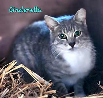 Photo of Cinderella